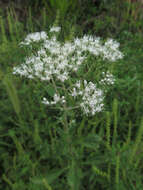 Image of tall thoroughwort