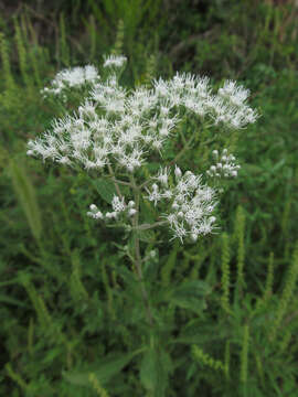 Image of tall thoroughwort