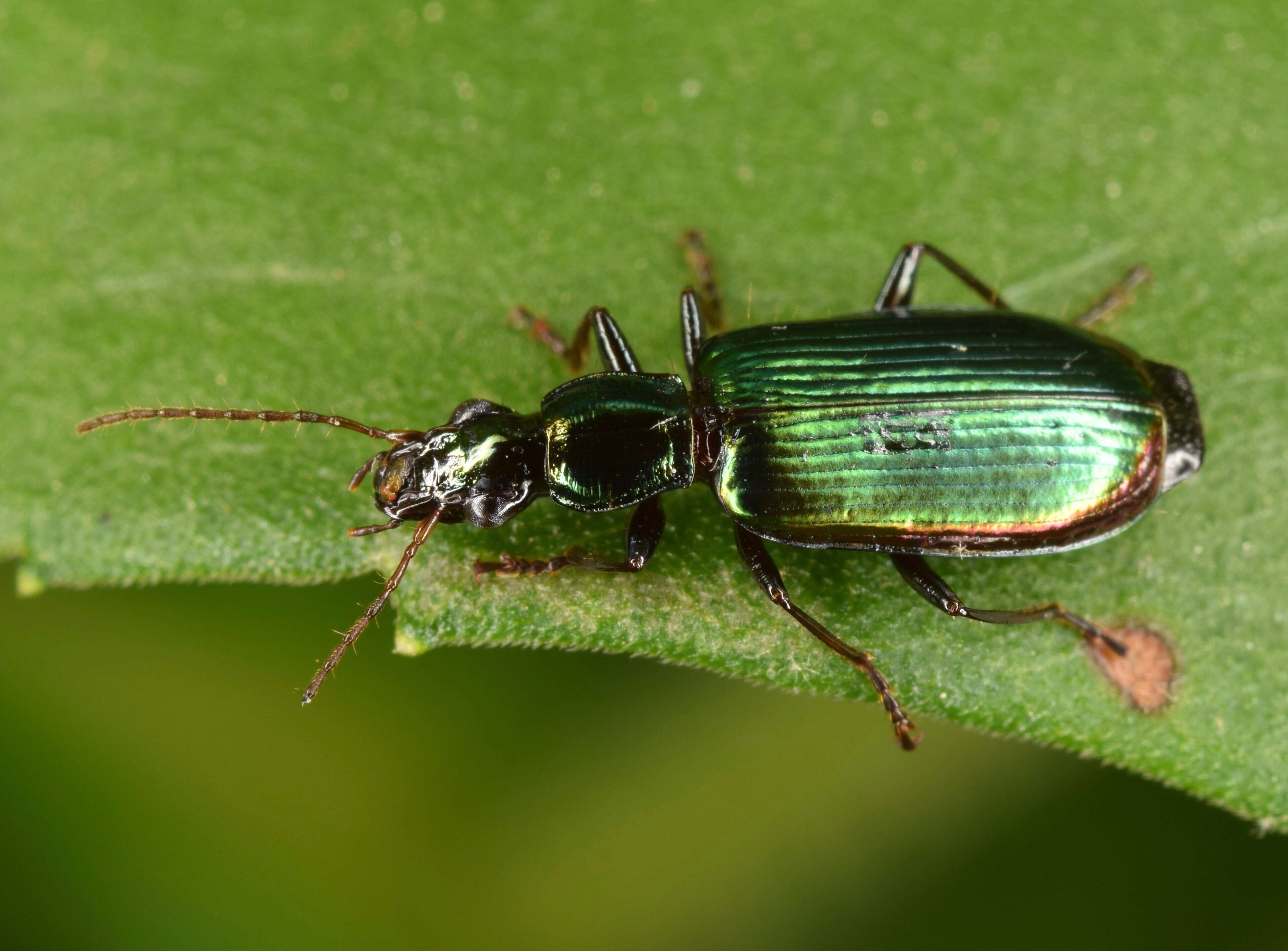 Image of Calleida (Calleida) viridipennis (Say 1823)