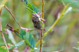 Image of Neotibicen tibicen (Linnaeus 1758)