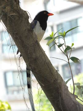 Image of Blue Magpie