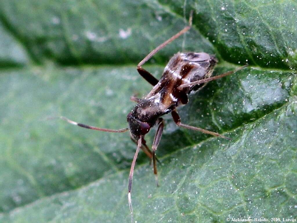 Image of Leaf bug