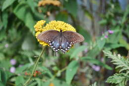 Imagem de Achillea filipendulina Lam.