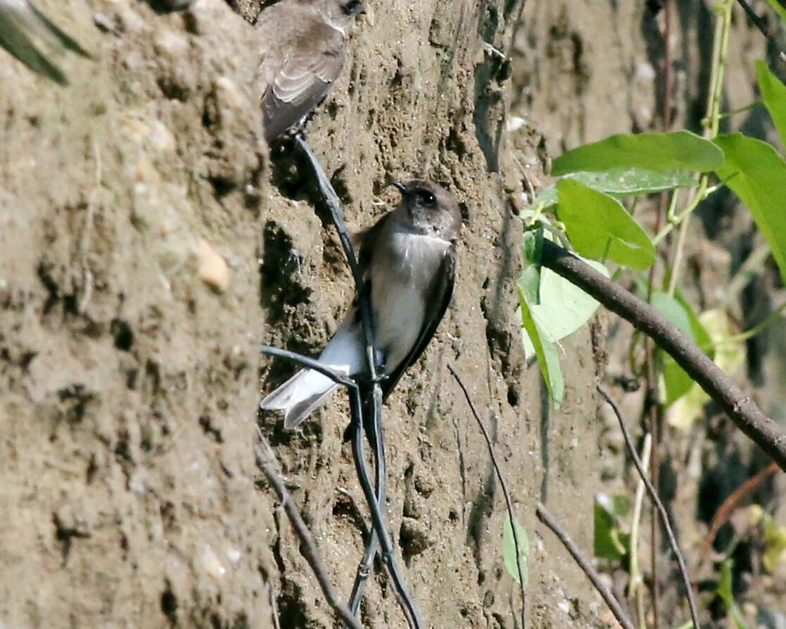 Image of Grey-throated Martin