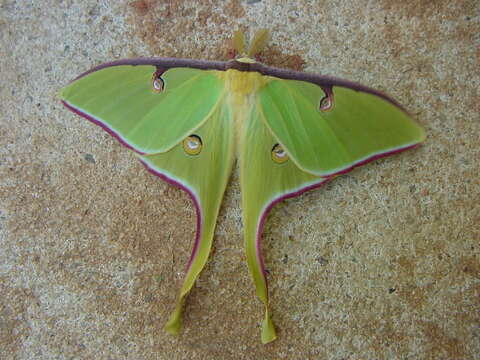 Image of Luna Moth