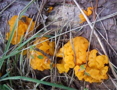 Image of Orange jelly spot