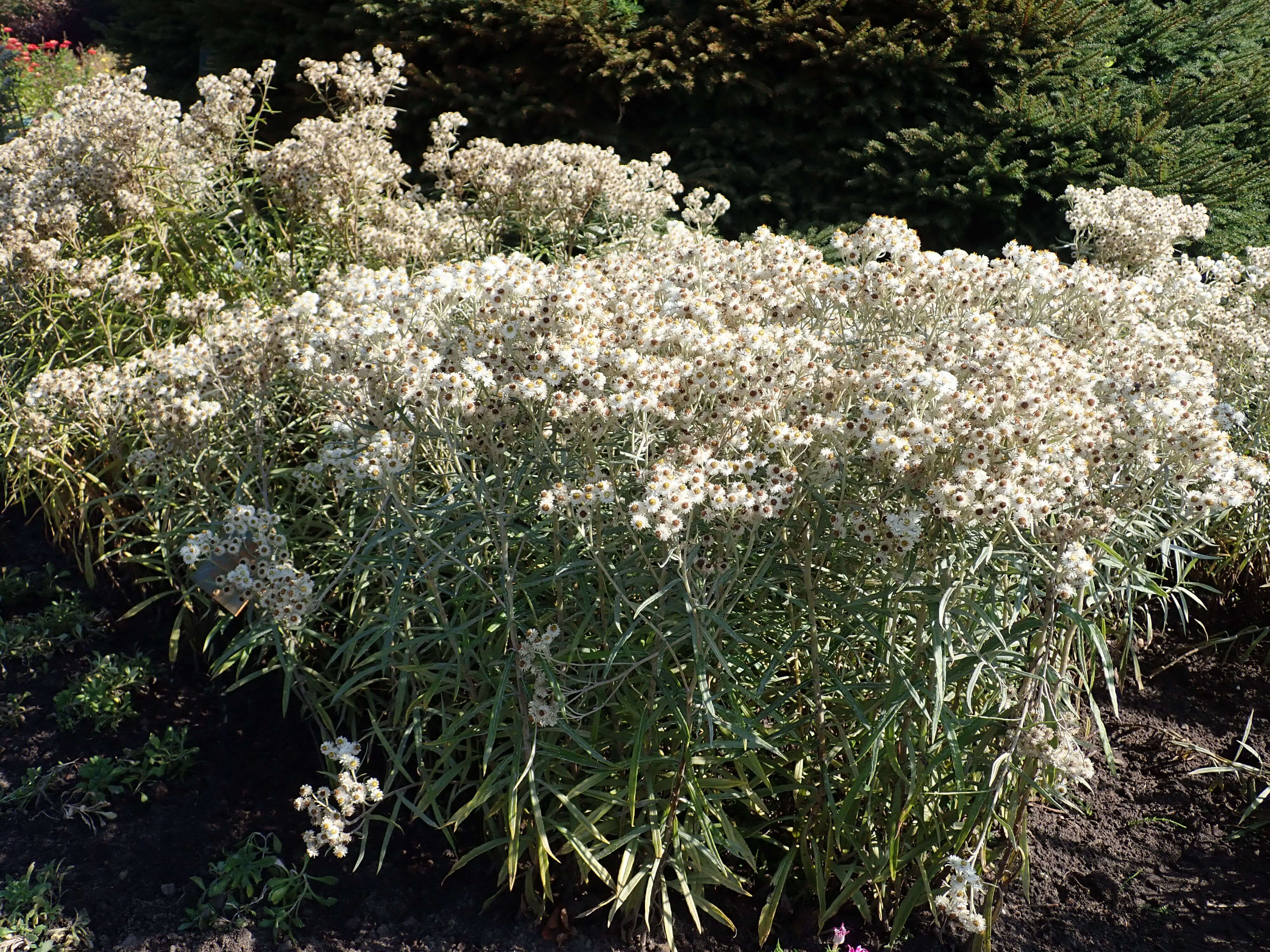 Imagem de Anaphalis margaritacea (L.) Benth.