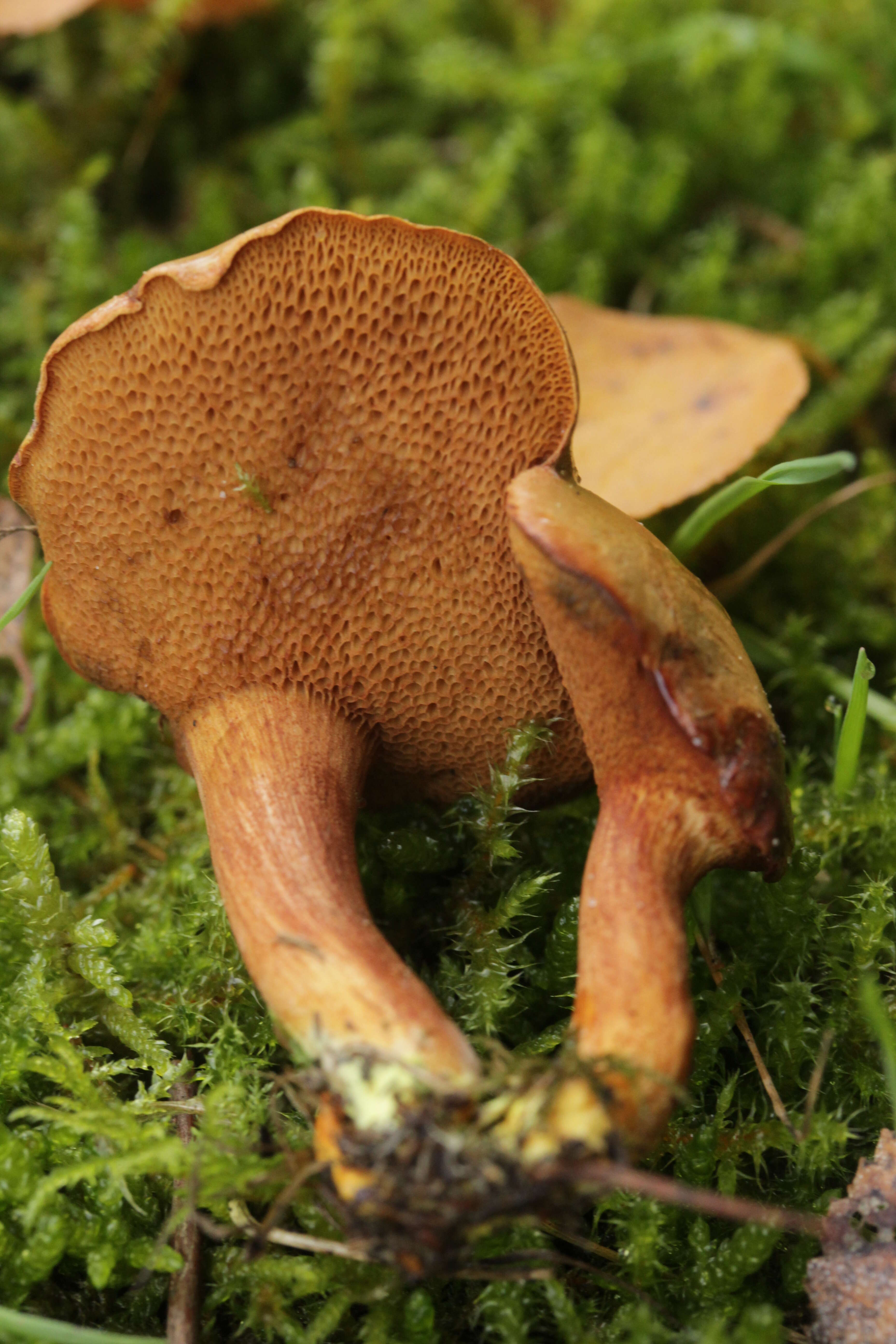 Imagem de Chalciporus piperatus