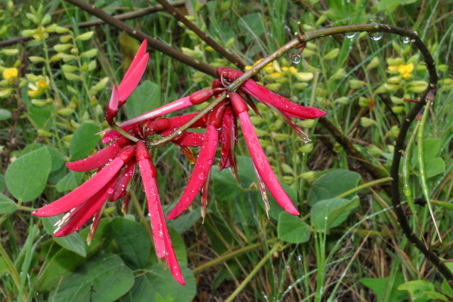 Слика од Erythrina herbacea L.