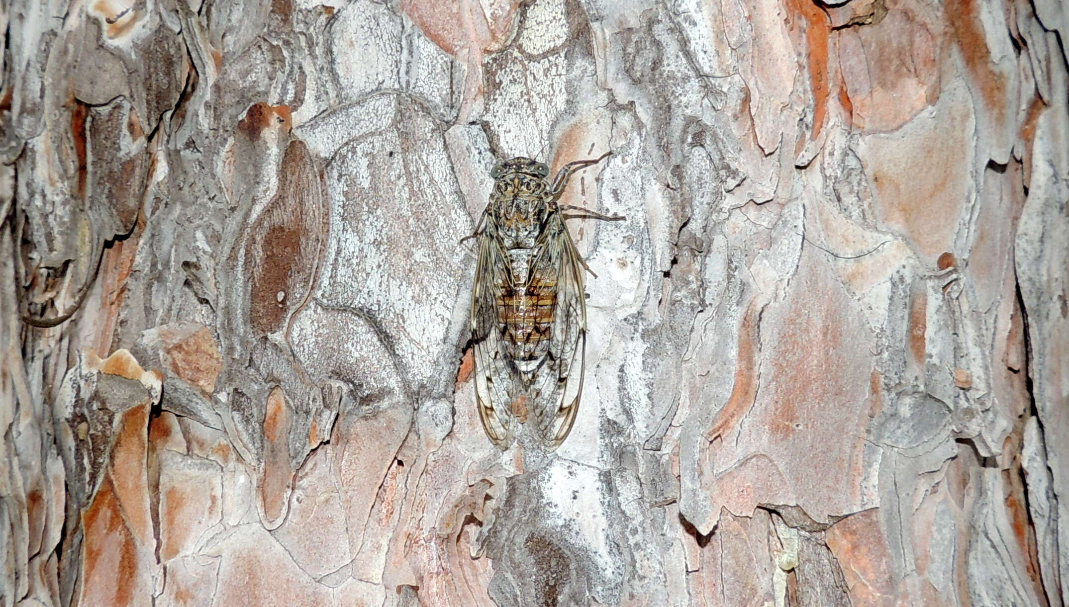 Image of Cicada orni Linnaeus 1758