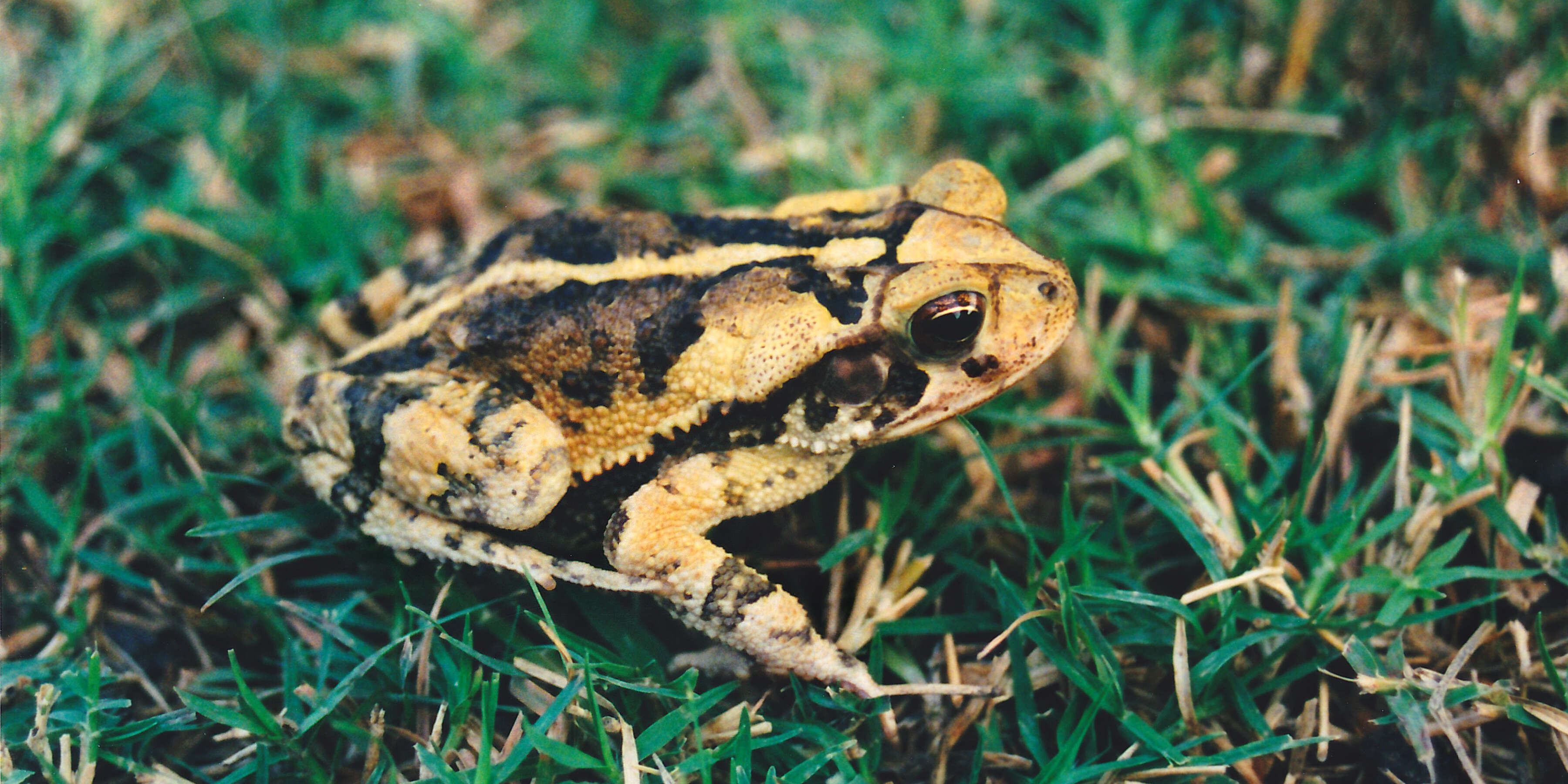 Image of gulf coast toad