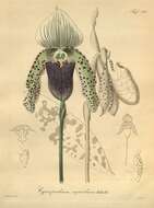 Image de Paphiopedilum superbiens (Rchb. fil.) Stein