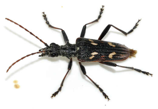 Image of Two-banded longhorn beetle