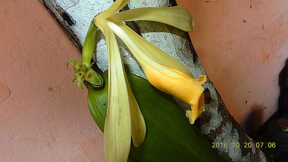 Image of West Indian vanilla