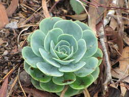 Image of hens and chicks