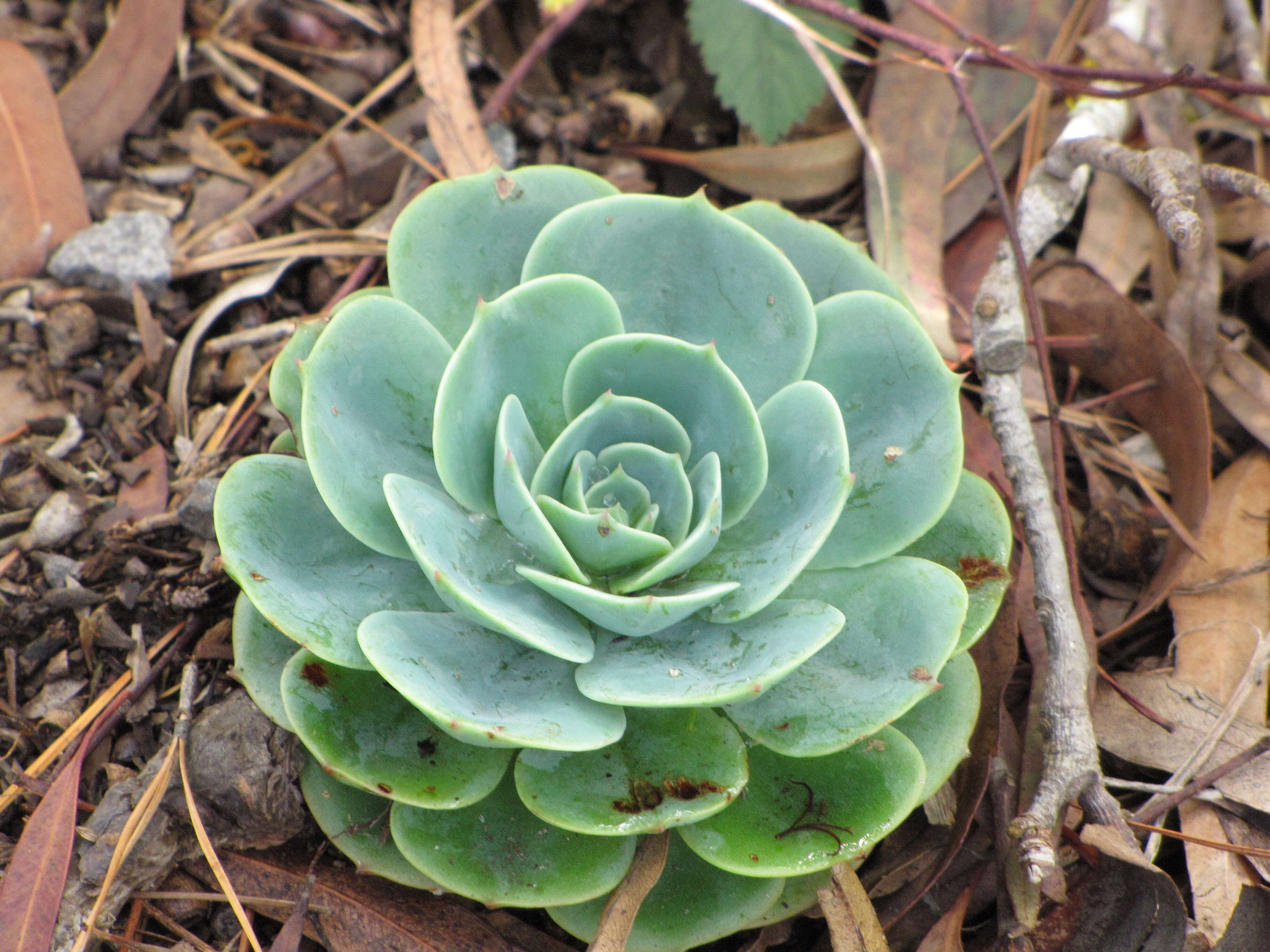 Image of hens and chicks