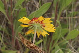 Image of Common perennial gaillardia