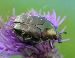 Image of Protaetia (Potosia) cuprea (Fabricius 1775)