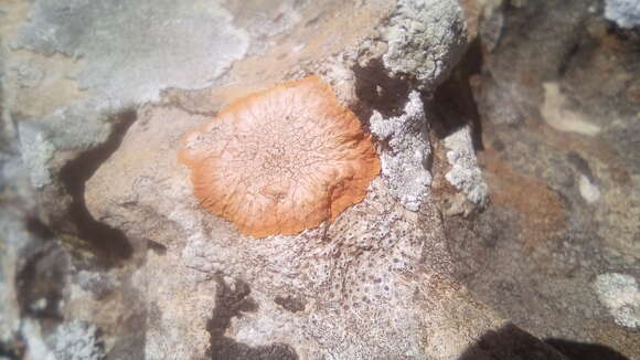 Image of orange lichen