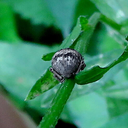 Sivun Pseudocneorhinus bifasciatus Roelofs 1879 kuva