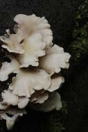 Image of Pleurotus ostreatus (Jacq.) P. Kumm. 1871