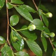 Imagem de Stewartia pseudocamellia Maxim.