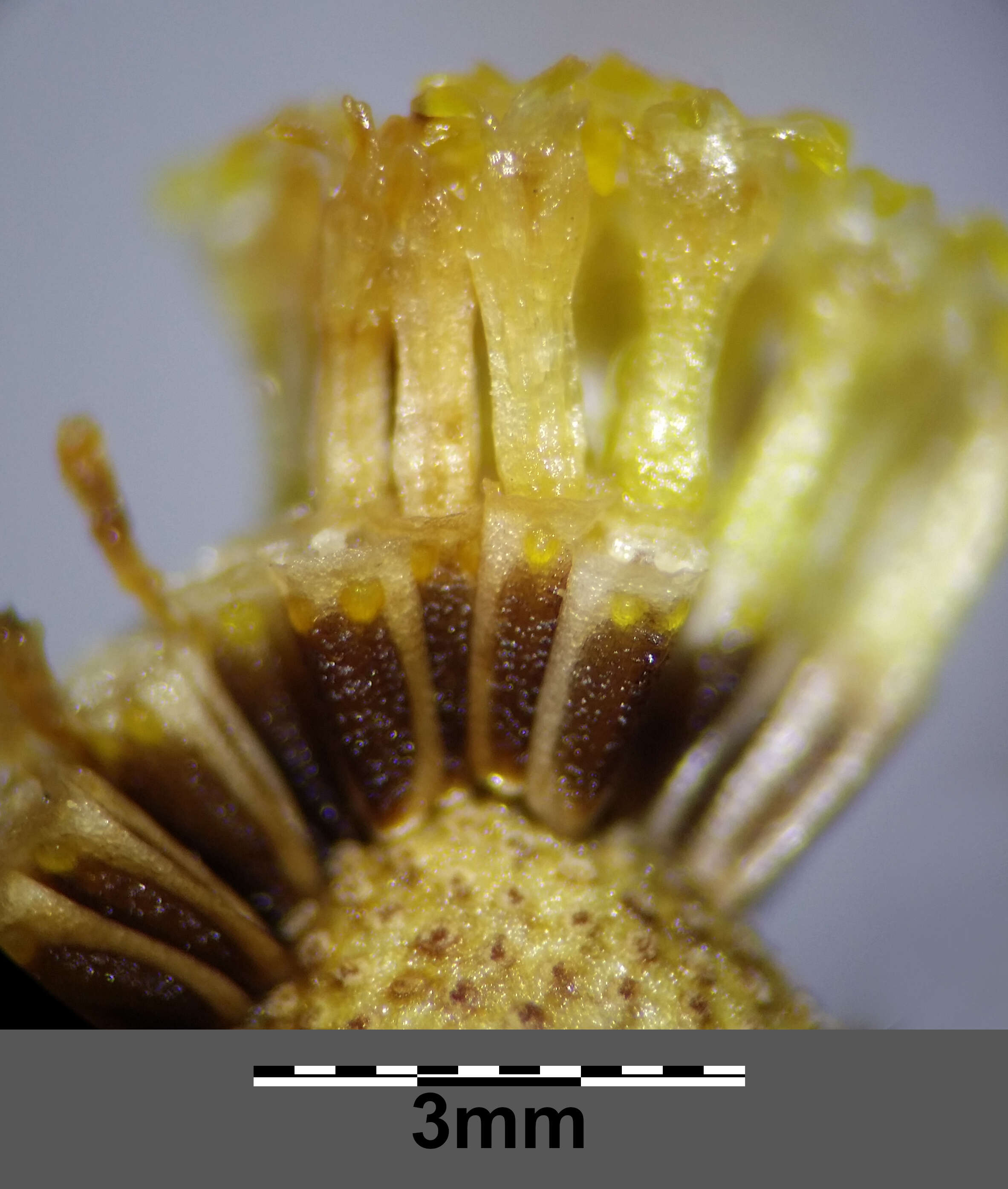 Image of scentless false mayweed