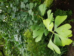 Image of Ginkgoopsida