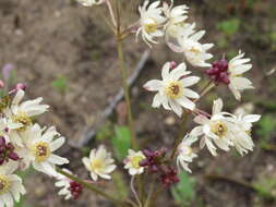 Image of Knowltonia vesicatoria (L. fil.) Sims