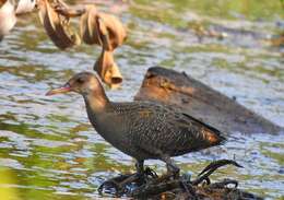 Image of Slaty-breasted Banded Rail