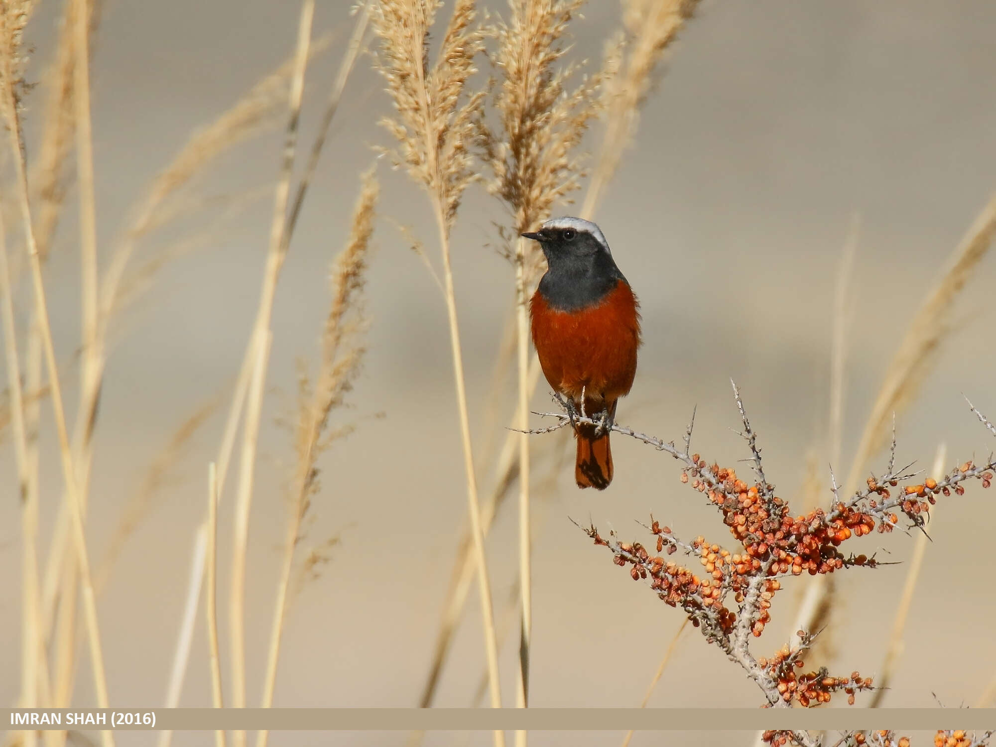 Image of Güldenstädt's Redstart