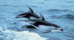 Image of Pacific White-sided Dolphin