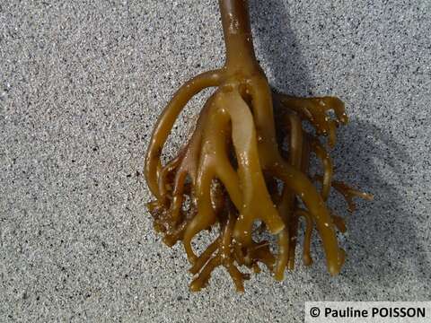 Image of Laminaria