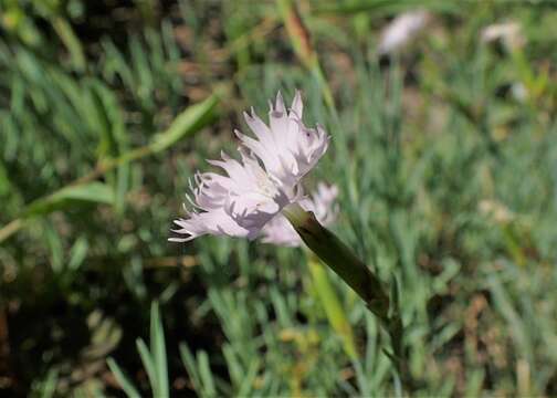 Imagem de Dianthus anatolicus Boiss.