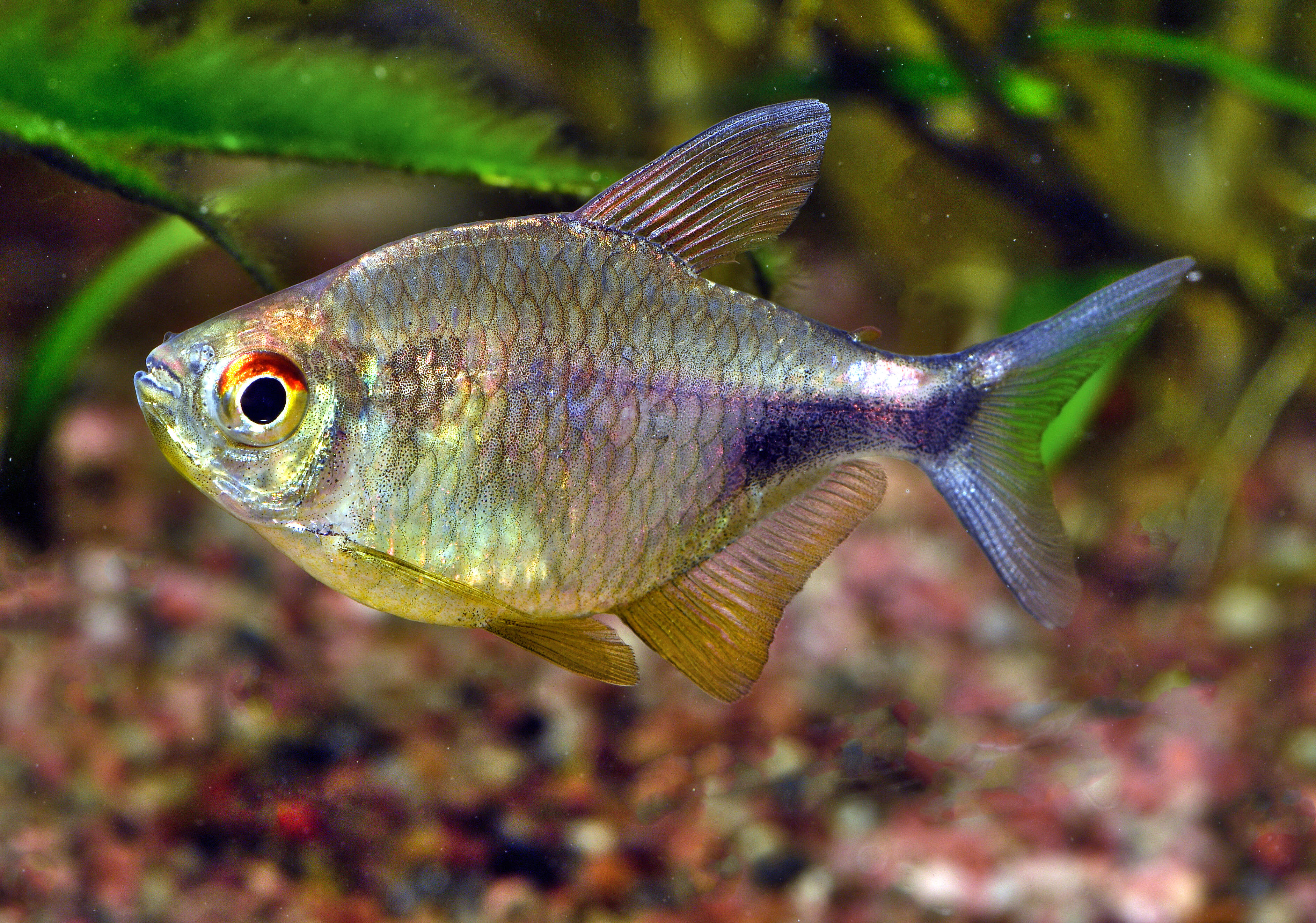 Image of Black wedge tetra