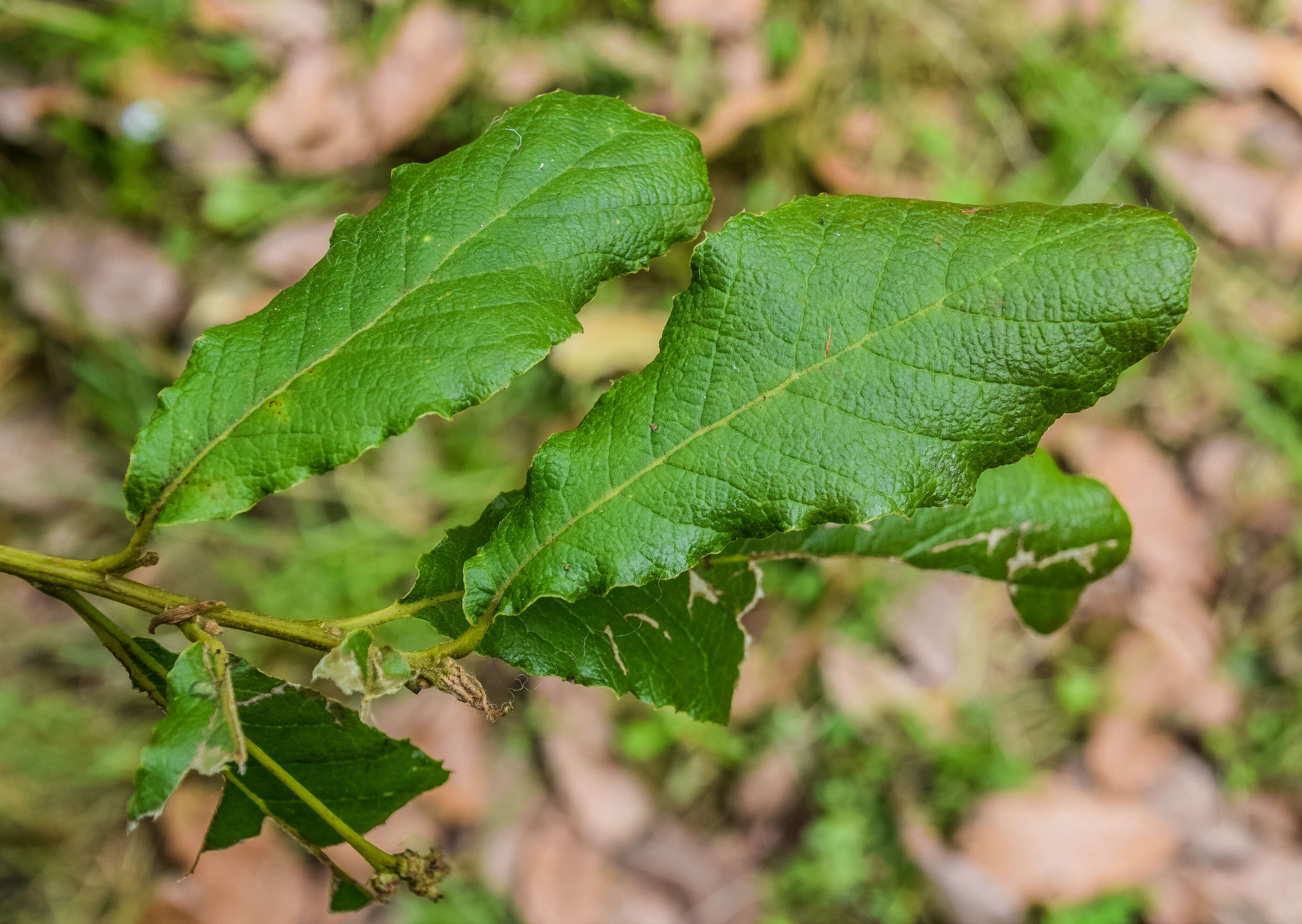 Image of netleaf oak