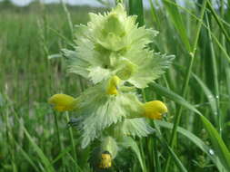 Image of European yellow rattle