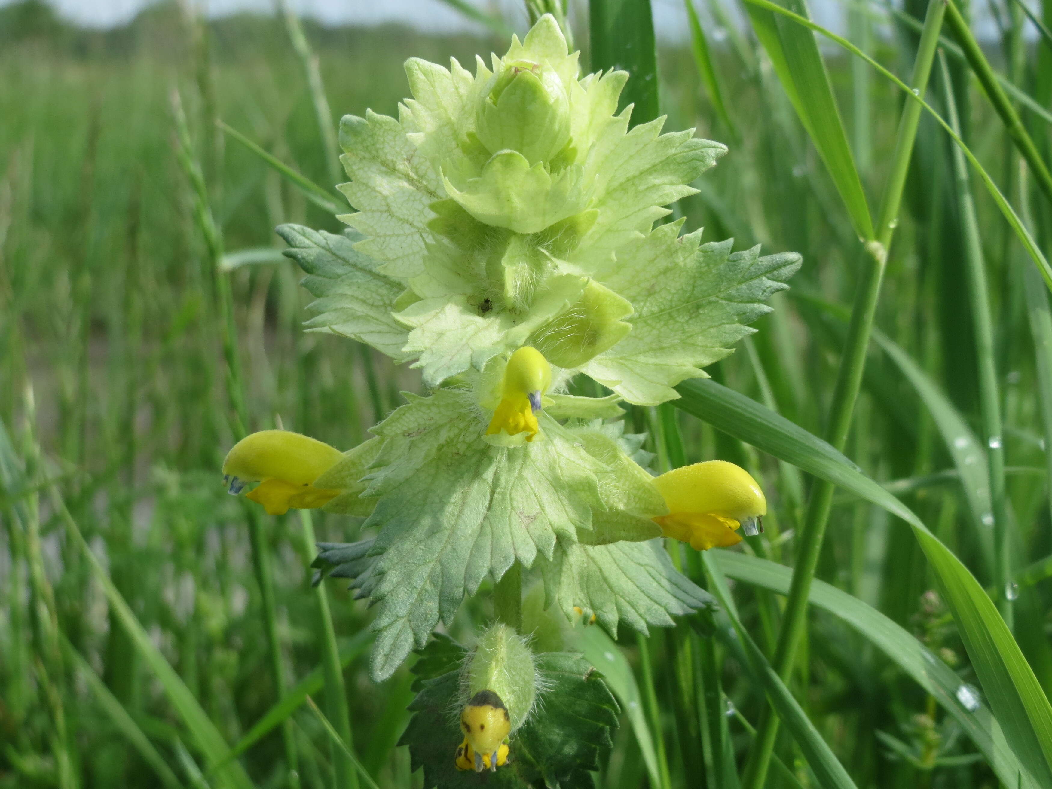 Image of European yellow rattle