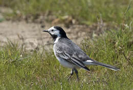 Image of Pied Wagtail and White Wagtail