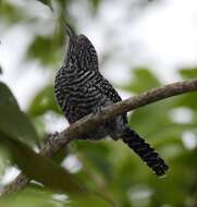 Image of Bar-crested Antshrike