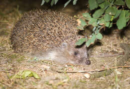 Image of Northern White-Breasted Hedgehog