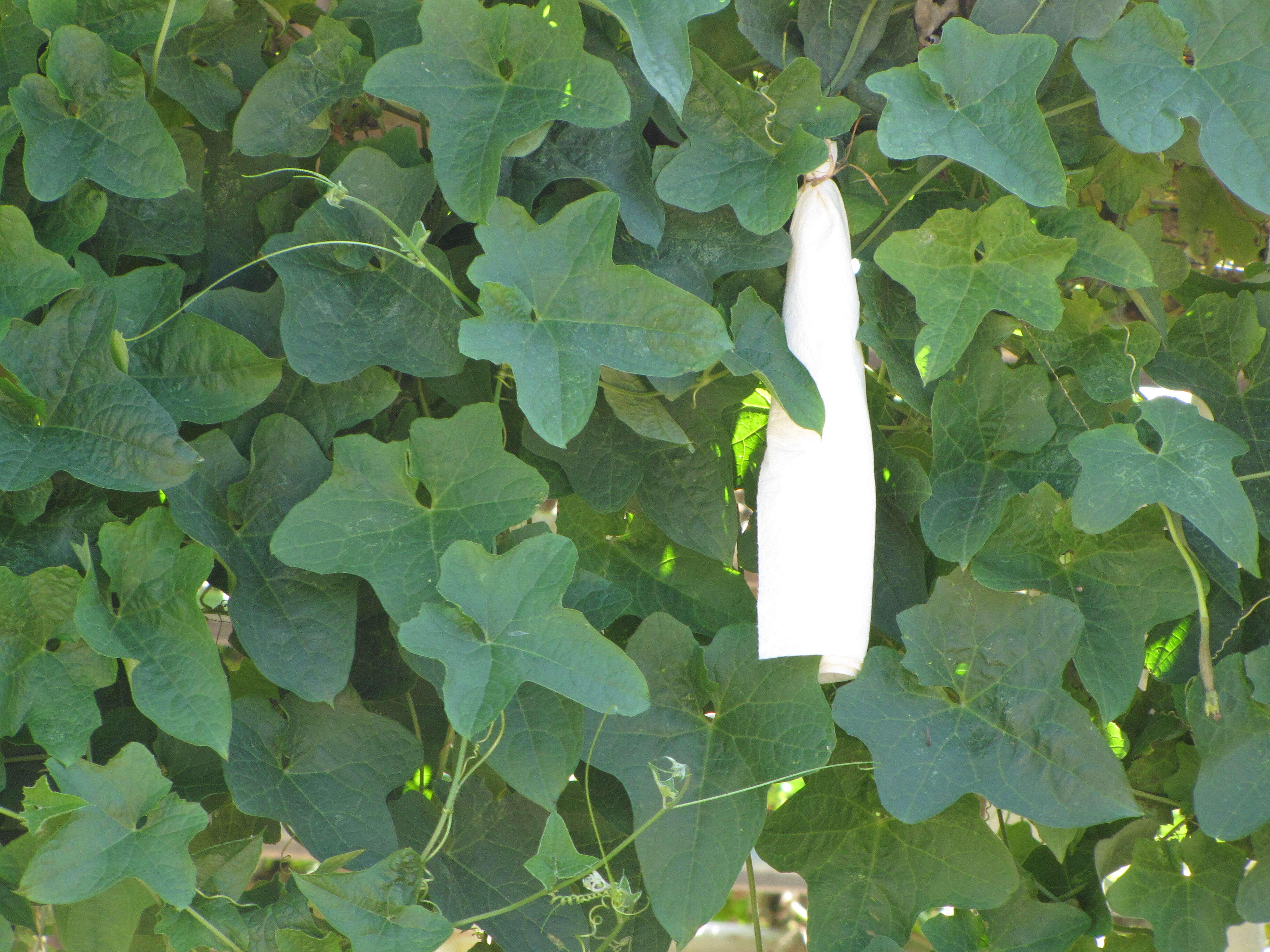 Image of sinkwa towelsponge