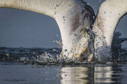 Image of Grey Pelican