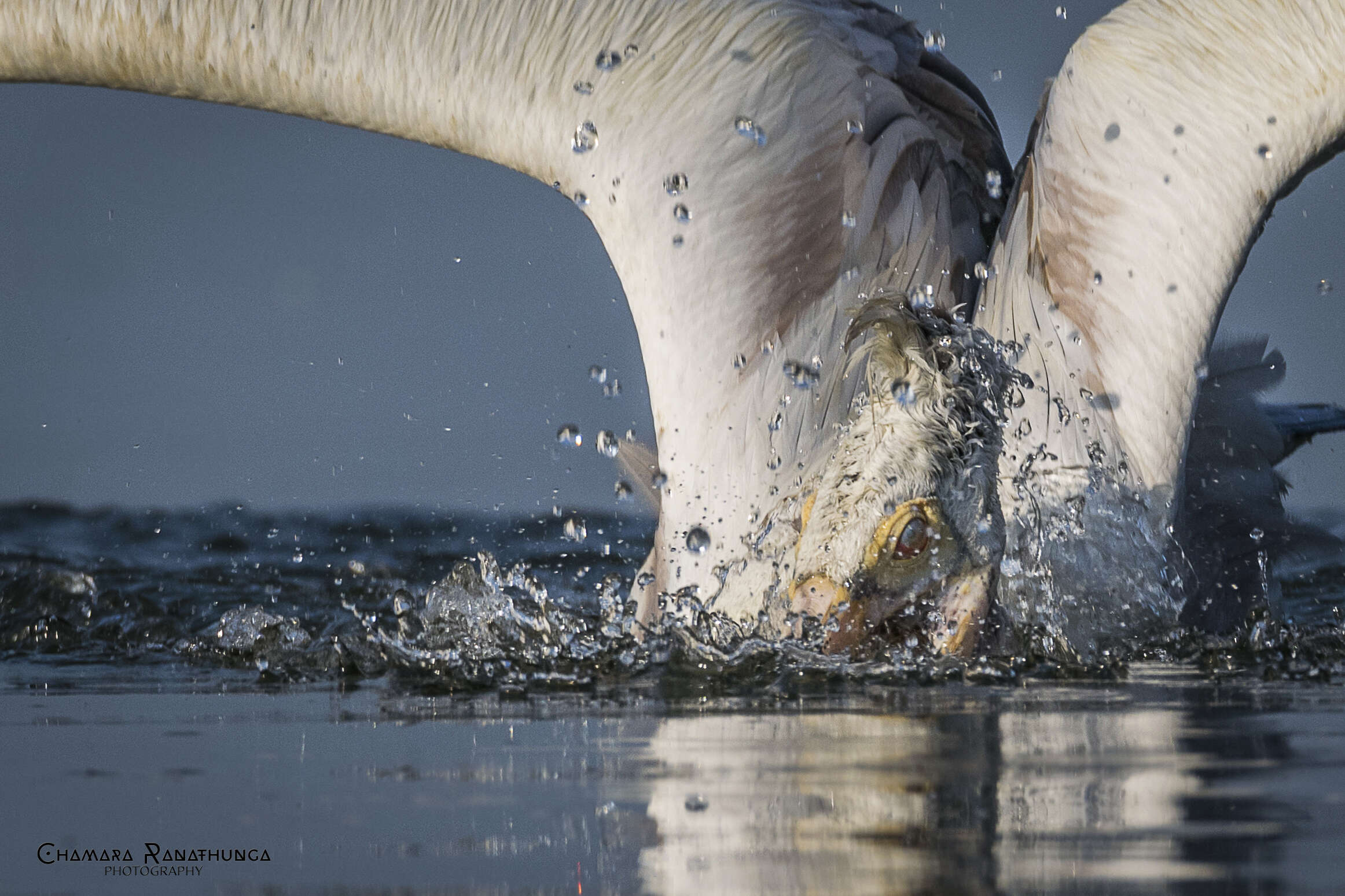 Image of Grey Pelican