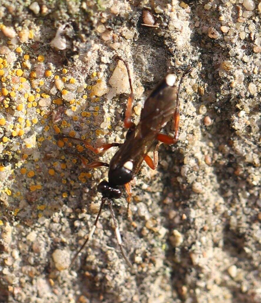 Image of Vulgichneumon saturatorius (Linnaeus 1758)