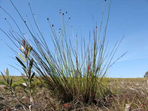 Image de Xyris operculata Labill.