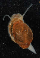 Physella acuta (Draparnaud 1805) resmi