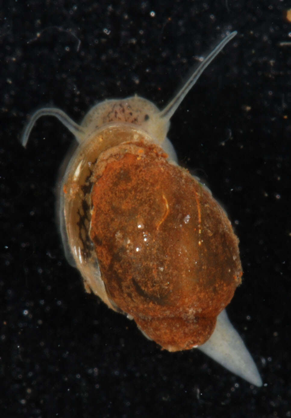 Image of acute bladder snail