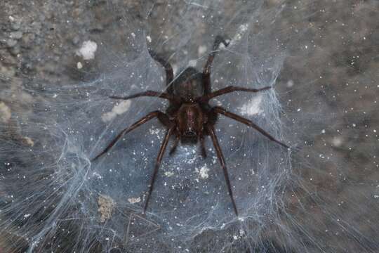 Image of Barn Funnel Weaver