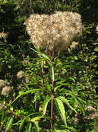 Image of hemp agrimony